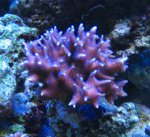 Nieuw aquarium 009.jpg