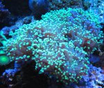 Nieuw aquarium 011.jpg