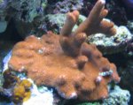 Nieuw aquarium 2 010.jpg