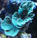 Nieuw aquarium 2 002.jpg