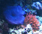 Nieuw aquarium 2 006.jpg