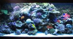 Nieuw aquarium 3 xx.jpg