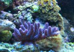 Nieuw aquarium 3 001.jpg
