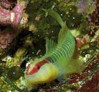 elacatinus.jpg elacatinus.jpg