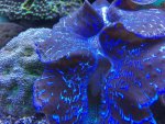 ImageUploadedByTapatalk1424802980.590756.jpg ImageUploadedByTapatalk1424802980.590756.jpg
