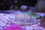 DSC_1737.jpg