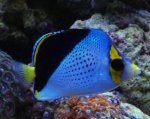 tinkeri_27.3.15.jpg
