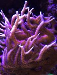 macro17.5.15c.jpg