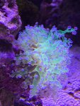 macro17.5.15a.jpg
