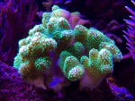 macro17.5.15g.jpg