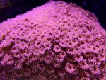 macro17.5.15d.jpg