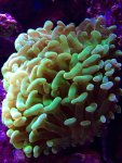 macro17.5.15e.jpg