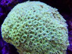 macro17.5.15b.jpg