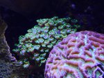 alveo24.5.15.jpg