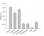 bacterien dymico.jpg