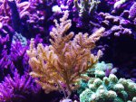 gorgoon_31.5.15.jpg
