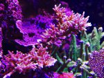 red_dragon_31.5.15.jpg