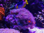 duncanopsammia_7.6.15.jpg