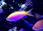 bartlettorum_7.6.15.jpg