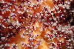 Dendronephthya sp. 7.jpg