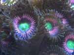 ImageUploadedByTapatalk1434209182.203468.jpg
