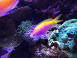 bartlettorum_21.6.15.jpg
