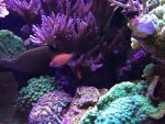 pseudocheilinops_21.6.15.jpg