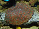 DSC00110.jpg