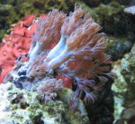 aquariumxy 005.jpg