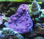 aquariumxy 003.jpg