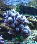 acropora millepora.jpg