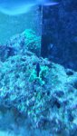 gobiodon acicularis.jpg gobiodon acicularis.jpg
