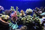 DSC_8988.jpg