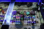 DSC_9008.jpg