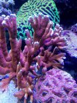 IMG_0115.jpg IMG_0115.jpg