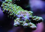 Acropora sp. sh sm.jpg Acropora sp. sh sm.jpg