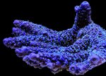 Acropora sp. purple sh shadow ret sm.jpg