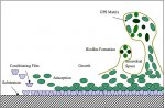 Biofilm_Formation.jpg