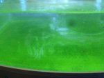 fytoplankton.jpg