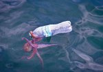 Octopus Sem.jpg