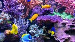 Urbanreefcorals 01.jpg