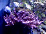 DSC09511.jpg