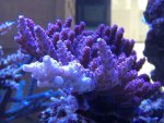 IMG_1222.jpg