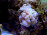 DSC09736.jpg