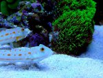 DSC09753.jpg