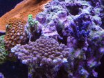 DSC00061.jpg