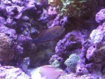 DSC00086.jpg