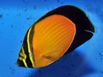 chaetodon-melapterus.._product_zoom_thumb.jpg