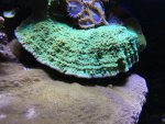 IMG_2727.jpg