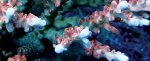 AC_144%20-%20Acropora%20kosurini.jpg